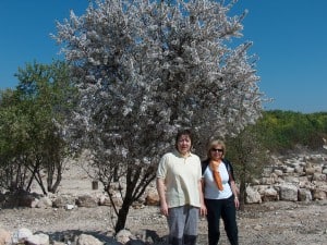  Almond tree   flourish    