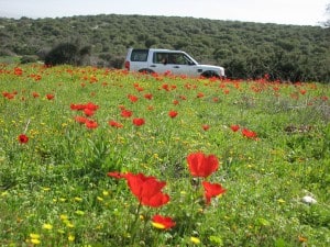 Spring is the  best time to visit Israel