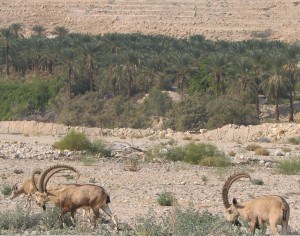 Ein Gedi - Ibex at the date plantations