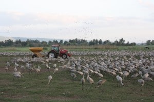 Feeding the Cranes with a Tractor