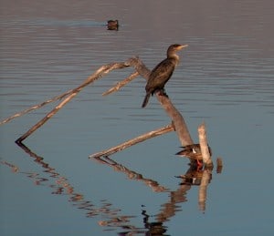 Cormorant by Moti Barness